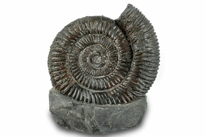 Jurassic Ammonite (Dactylioceras) Fossil - England #279537